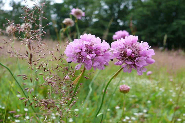 eine blühende Galmei-Grasnelke (Armeria halleri) steht auf einer Wiese