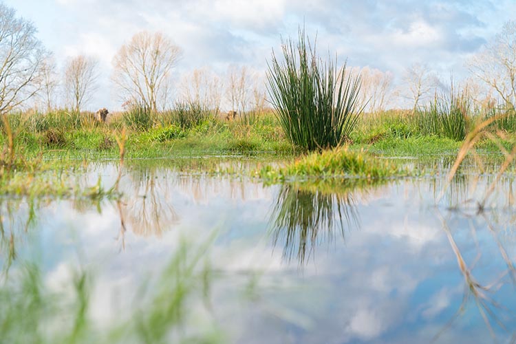 in einem Tümpel dessen Rand mit hohem Gras bewachsen ist spigelt sich der blaue Himmel mit Wolken