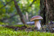 ein Pilz steht an einem Baum im Wald