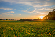 Ein Feld grenzt an einen Wald, die Sonne geht unter