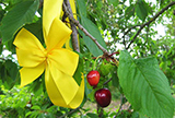 an einem Kirschbaum hängen Kirschen und eine gelbe Schleife