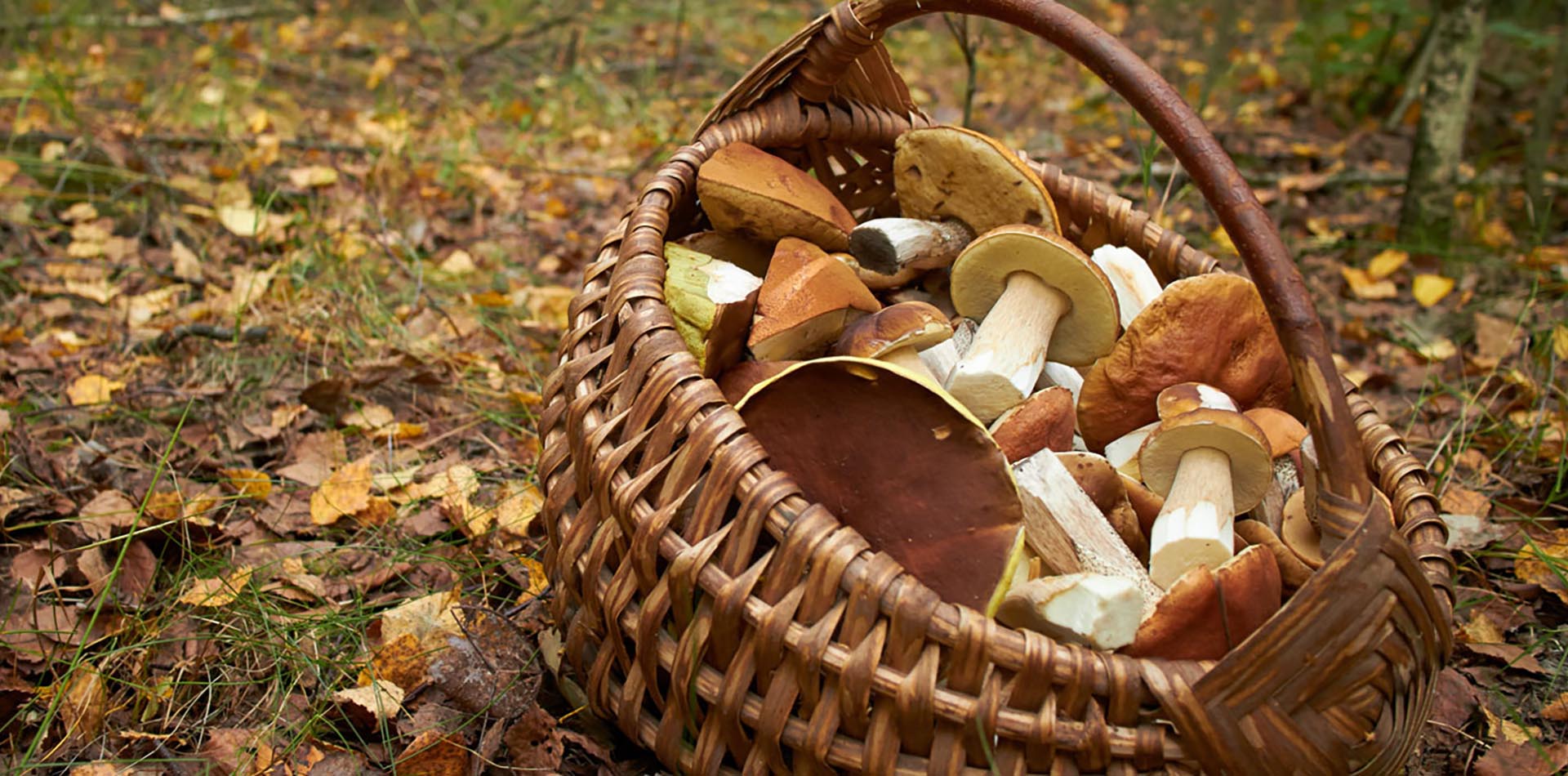 ein Korb mit Pilzen steht auf belaubten Boden im Wald