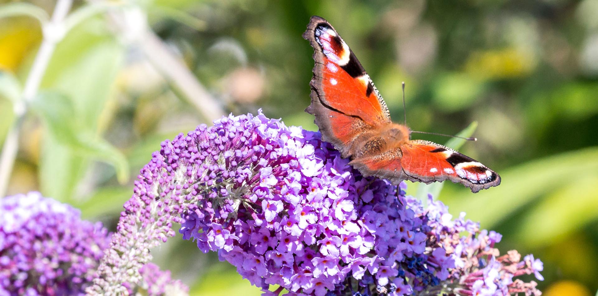 ein Schmetterling (Pfauenauge), sitzt auf eine Blüte
