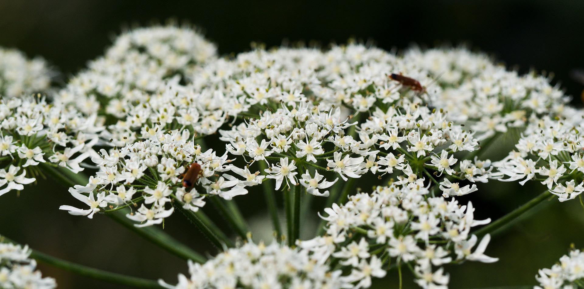 große Blüten des Riesen-Bärenklau