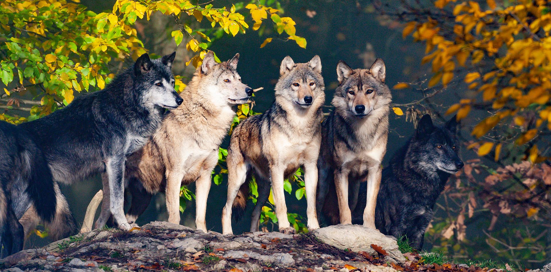 fünf Wölfe auf eine Gesteinssockel, dahinter herbstlicher Wald