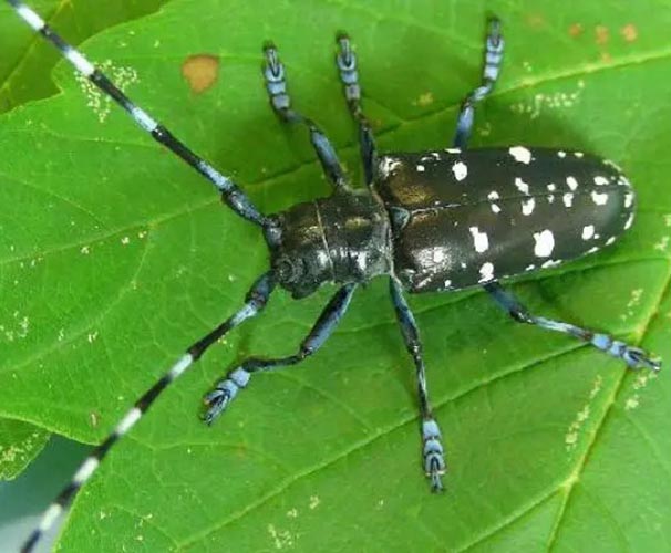 ein asiatischer Laubholzbockkäfer auf einem Blatt