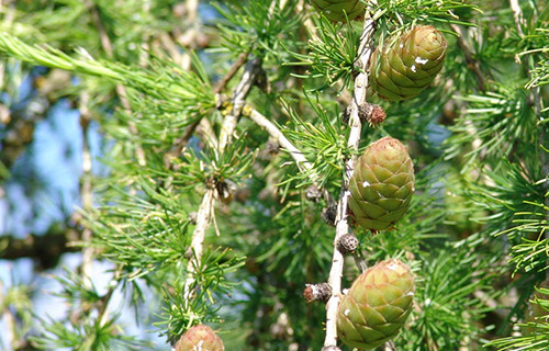 Nahaufnahme von Kieferästen