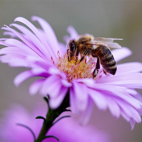 eine Biene ist auf einer Blüte und sammelt Nektar