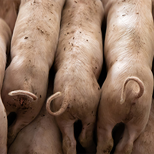 vier Schweine von der Rückseite, Ringelschwänze 