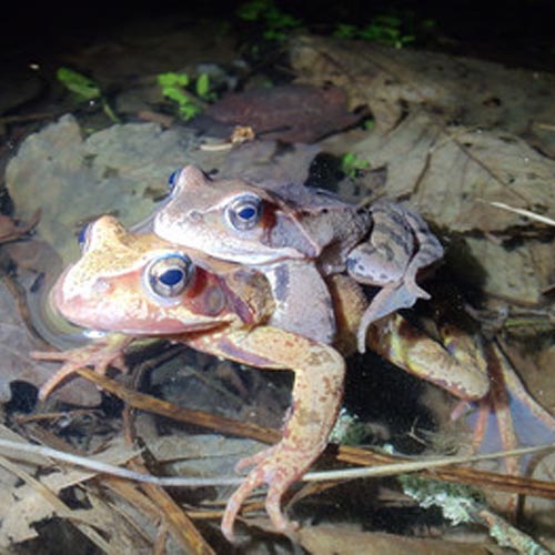 zwei Frösche sitzen Huckepack auf einem Blatt im niedrigen Wasser