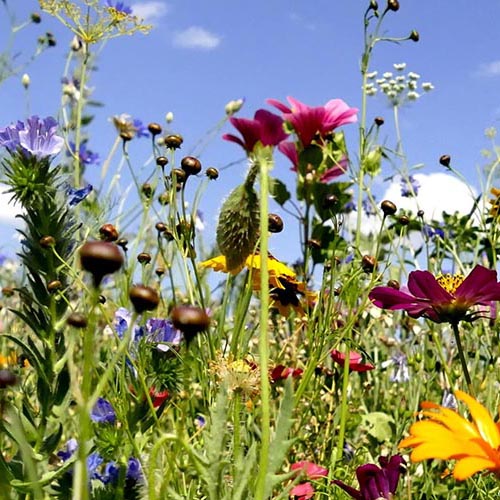 eine bunte Blumenwiese von unten gegen blauen Himmel gesehen