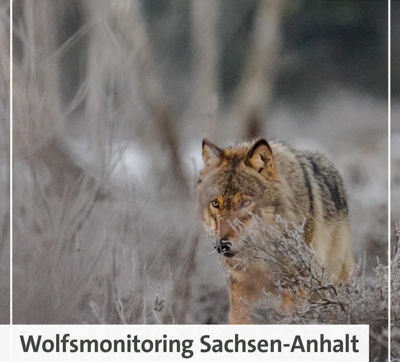 ein Wolf streift durch welkes hohe Gras