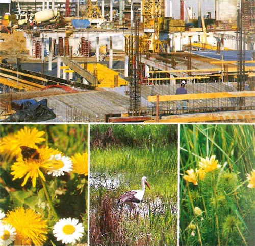 kleine Bilderzusammstellung mit Blumen