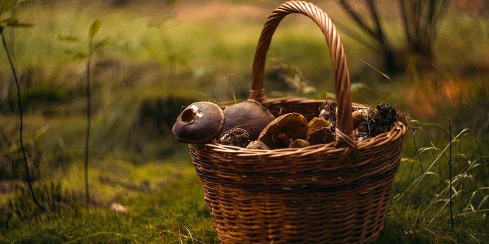 auf dem Waldboden steht ein Korb mit Pilzen