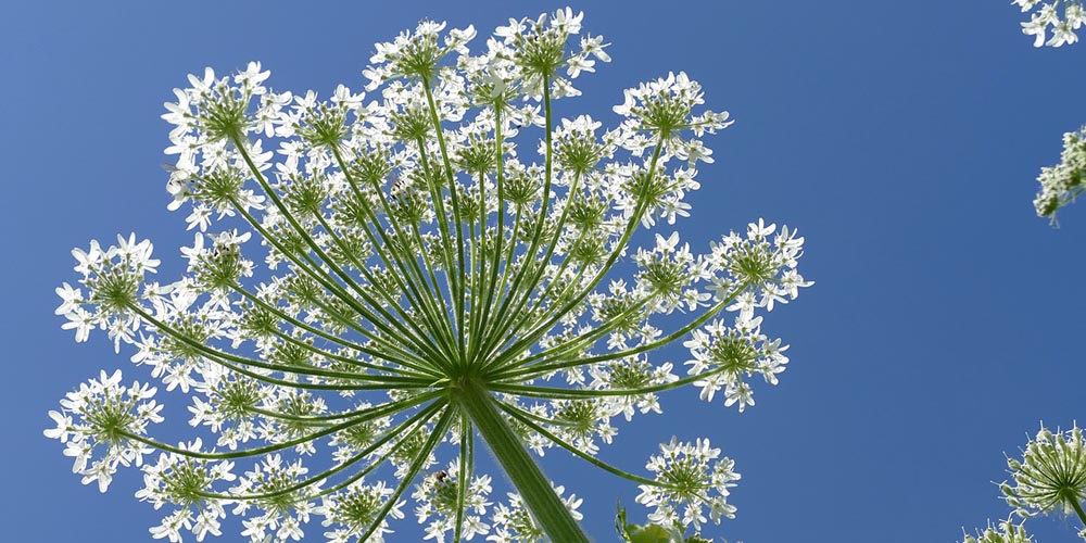 große Blüte des Riesen-Bärenklau