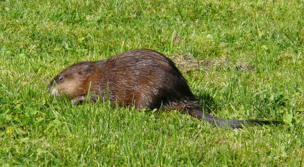 Vergrößern