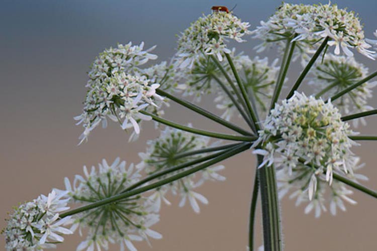 große Blüten des Riesen-Bärenklau