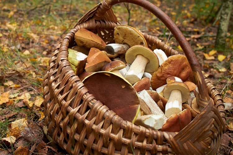ein Korb mit Pilzen steht auf belaubten Boden im Wald