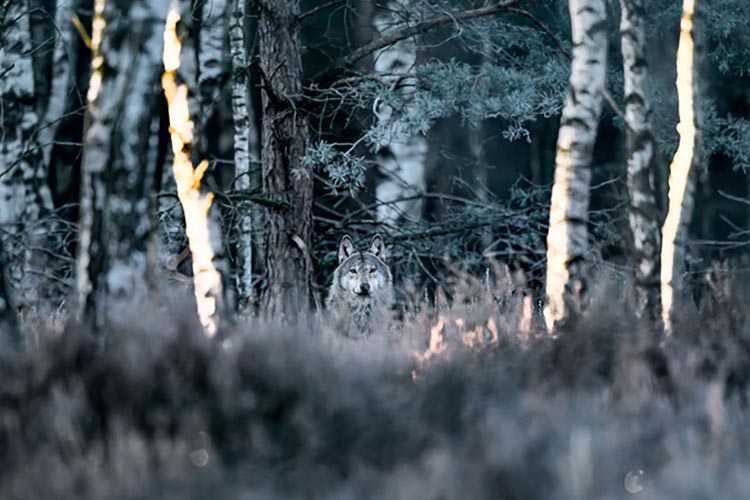 ein Wolf schaut aus einem Birkenwald heraus