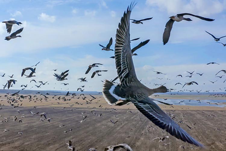 eine Gänseschar fliegt über ein flaches Gelände mit Seen